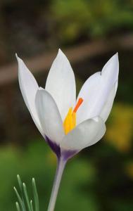 Crocus mathewii