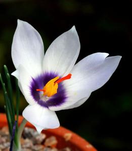 Crocus mathewii