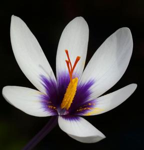 utils/thumbs/Iridaceae/Crocus_KeVz3t6QXSXHkKhMxNaja6.jpg