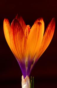 Crocus gotoburgensis