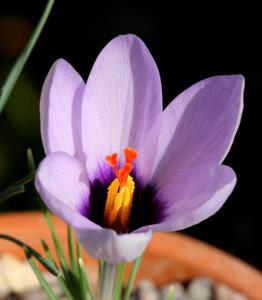 Crocus mathewii