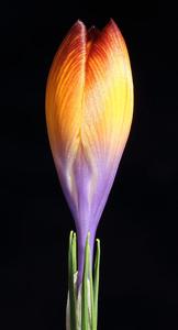Crocus gotoburgensis