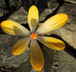Crocus gotoburgensis