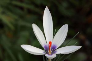 Crocus mathewii