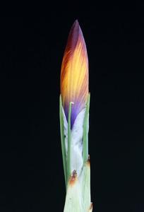 Crocus gotoburgensis