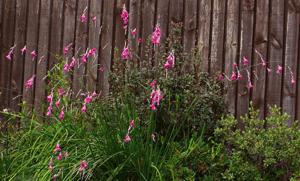 Dierama pulcherrimum