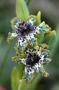 Ferraria crispa