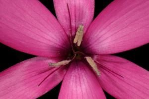 Hesperantha pauciflora