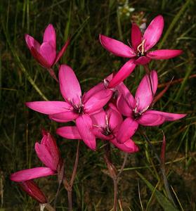 Hesperantha pauciflora