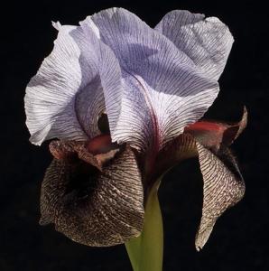 Iris kirkwoodiae subsp. calcarea