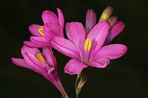 Ixia latifolia