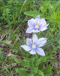 Nemastylis geminiflora