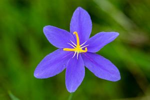 utils/thumbs/Iridaceae/Nemastylis_mm3Npjj7PYz7tq6wLoCLVg.jpg