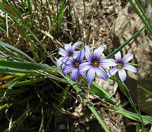 utils/thumbs/Iridaceae/Sisyrinchium_69kFPMEDQ4pquh6fwhGjY5.jpg