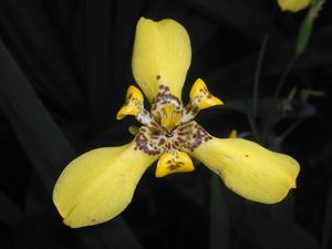 Trimezia steyermarkii