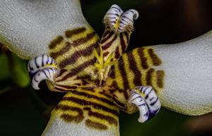 Trimezia gracilis