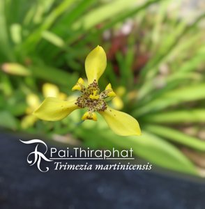 Trimezia martinicensis