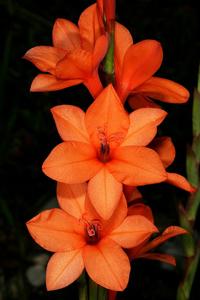 utils/thumbs/Iridaceae/Watsonia_Pr9o2fVgAtMjpW2jKNnqrJ.jpg