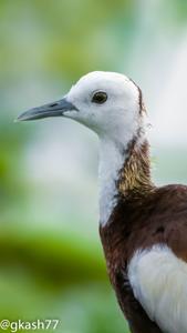 Hydrophasianus chirurgus