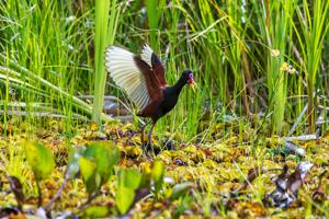 Jacana jacana