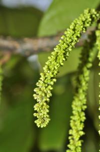 utils/thumbs/Juglandaceae/Engelhardtia_HiwEbMYc85N55xY9Jzprpq.jpg