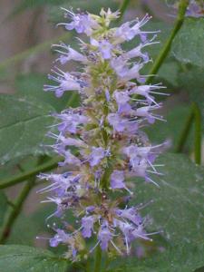 Agastache rugosa