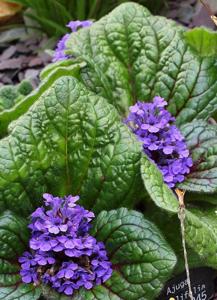 Ajuga ovalifolia