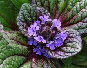 Ajuga ovalifolia