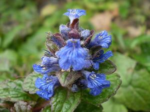utils/thumbs/Lamiaceae/Ajuga_itrEkzxgWbNcwNLomWdBDS.jpg