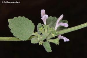 utils/thumbs/Lamiaceae/Ballota_Hej94A7iCJ9Ph8CqFniyB4.jpg