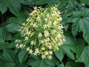 Clerodendrum paniculatum