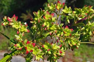 Clerodendrum indicum