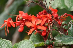 Clerodendrum speciosissimum