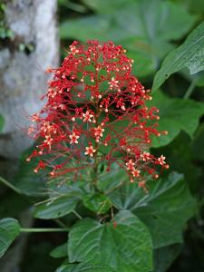 Clerodendrum paniculatum