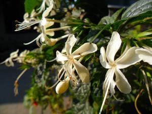 Clerodendrum calamitosum