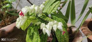 Clerodendrum thomsoniae
