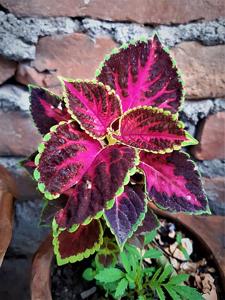 Coleus scutellarioides