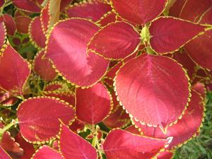 Coleus scutellarioides