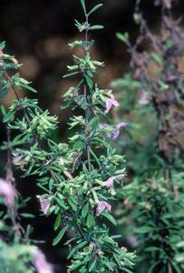 Conradina etonia