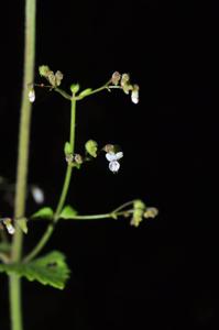 Isodon lophanthoides