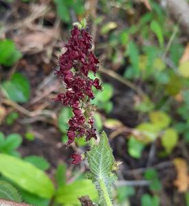utils/thumbs/Lamiaceae/Isodon_A2eTWx9v333NGrvCejL6fv.jpg