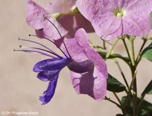 utils/thumbs/Lamiaceae/Karomia_7TwqASZ2hfnANtbdY7osdZ.jpg