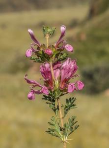 utils/thumbs/Lamiaceae/Lagochilus_bZk29ZsqiZ2rdMoPysJsZP.jpg
