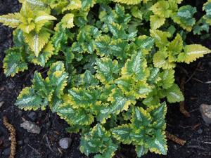 Lamium maculatum