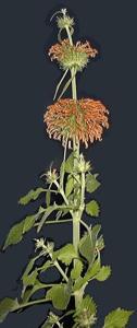 Leonotis nepetifolia