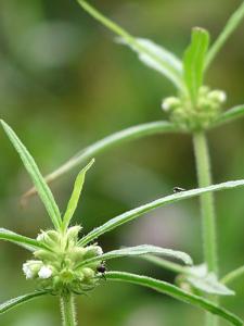 Leucas aspera