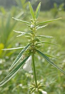 utils/thumbs/Lamiaceae/Leucas_nHbfyvbno44zNp2xLQNiNt.jpg