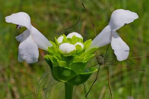utils/thumbs/Lamiaceae/Macbridea_BeMxjnpBBmpnE2fCiU6GSo.jpg