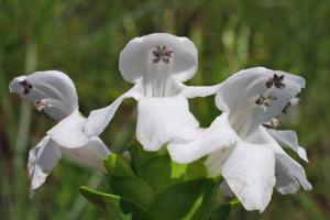 Macbridea alba