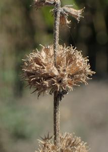 Marrubium vulgare
